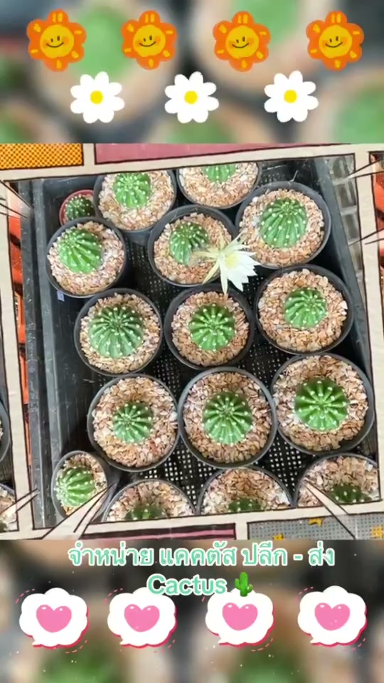 Cactus ทนแดด  เลี้ยงง่าย มือใหม่ก็ปลูกได้